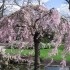 cerisier du japon (mauve pale)