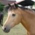 Mes chevaux .... Mon cheval Si