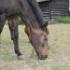 Mes chevaux .... Mon cheval Si