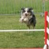 Concours d'agility le 17 mai 2