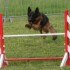 Concours d'agility le 17 mai 2