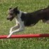 Concours d'agility le 17 mai 2