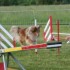 Concours d'agility le 17 mai 2