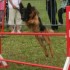 Concours d'agility le 17 mai 2