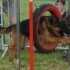Concours d'agility le 17 mai 2