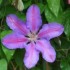 Le jardin de maman - 17 & 