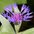 Le jardin de maman - 17 & 