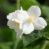 Le jardin de maman - 17 & 