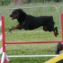 Concours d'agility le 17 mai 2