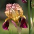 Le jardin de maman - 17 & 
