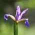 Le jardin de maman - 17 & 