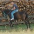 QUI VEUT FAIRE DU RODEO ?