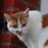 Némo mon amour de chat à la 