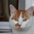 Némo mon amour de chat à la 