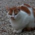 Némo mon amour de chat à la 