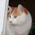 Némo mon amour de chat à la 