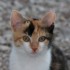 Némo mon amour de chat à la 