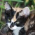 Némo mon amour de chat à la 