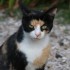Némo mon amour de chat à la 