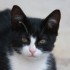 Némo mon amour de chat à la 