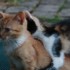 Némo mon amour de chat à la 