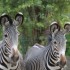 Parc Florale et Zoo de Vincenn