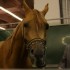 SALON DU CHEVAL - 14 DECEMBRE 