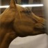 SALON DU CHEVAL - 14 DECEMBRE 