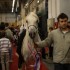 SALON DU CHEVAL - 14 DECEMBRE 