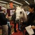 SALON DU CHEVAL - 14 DECEMBRE 