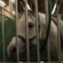 SALON DU CHEVAL - 14 DECEMBRE 