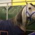 SALON DU CHEVAL - 14 DECEMBRE 