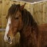 SALON DU CHEVAL - 14 DECEMBRE 