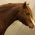 SALON DU CHEVAL - 14 DECEMBRE 