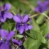 C'EST LE PRINTEMPS