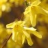 C'EST LE PRINTEMPS