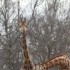20 MARS 2010 - ZOO DE THOIRY
