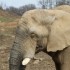 20 MARS 2010 - ZOO DE THOIRY