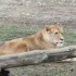 20 MARS 2010 - ZOO DE THOIRY