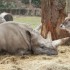 20 MARS 2010 - ZOO DE THOIRY