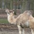 20 MARS 2010 - ZOO DE THOIRY