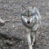 20 MARS 2010 - ZOO DE THOIRY