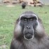 20 MARS 2010 - ZOO DE THOIRY