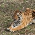 20 MARS 2010 - ZOO DE THOIRY