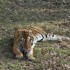 20 MARS 2010 - ZOO DE THOIRY