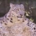 LE PARC DES FELINS NESLES - 4 