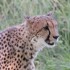 LE PARC DES FELINS NESLES - 4 