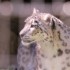 LE PARC DES FELINS NESLES - 4 