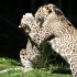LE PARC DES FELINS NESLES - 4 