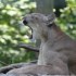 LE PARC DES FELINS NESLES - 4 